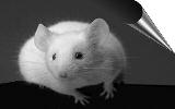 White Mouse Home